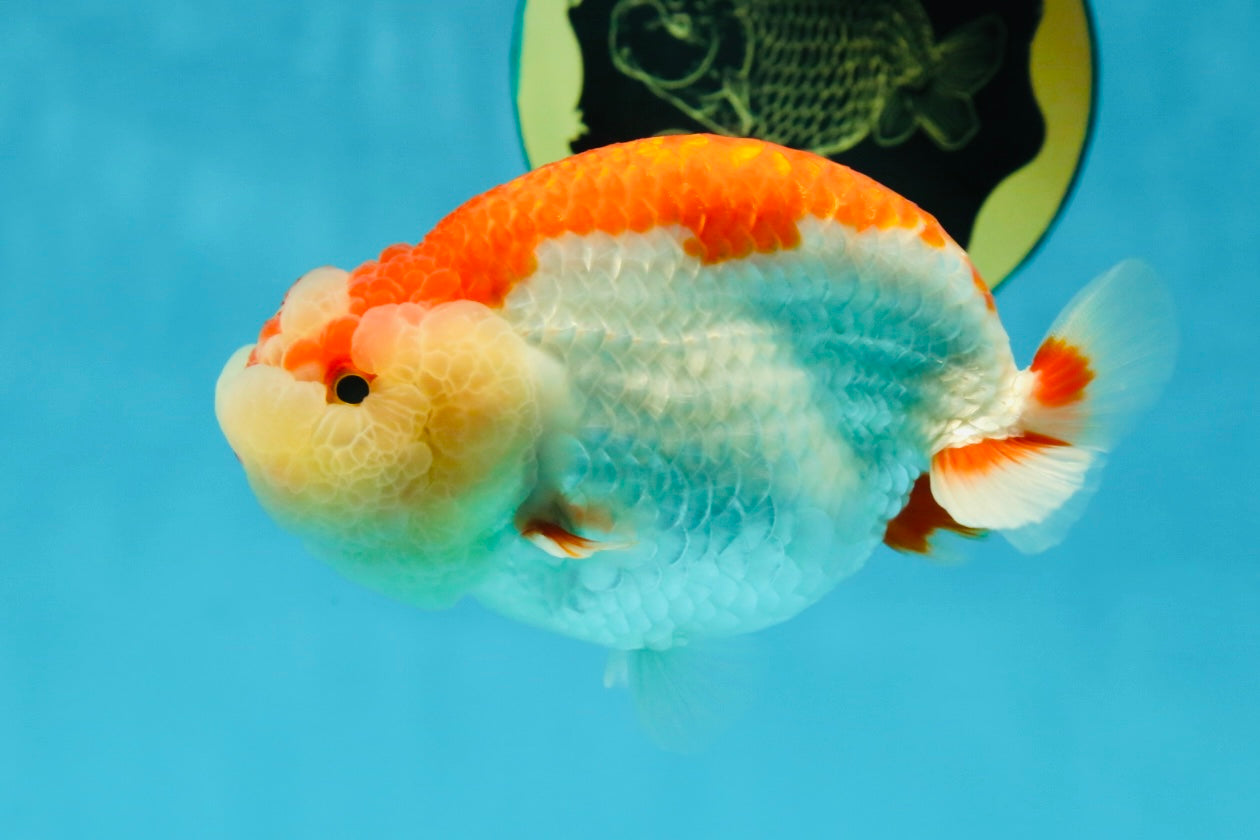 CHEEKY AAA Grade Super Cute Red White LionKing 4.5 inches #041825LC_05