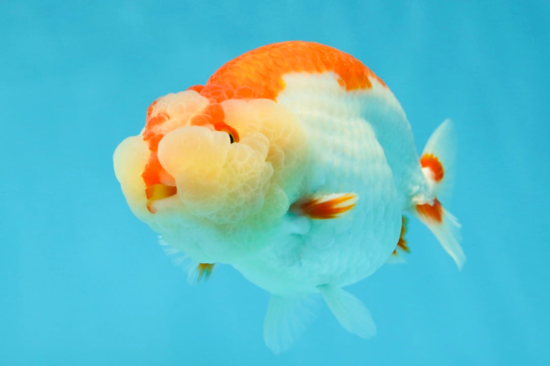 CHEEKY AAA Grade Super Cute Red White LionKing 4.5 inches #041825LC_05