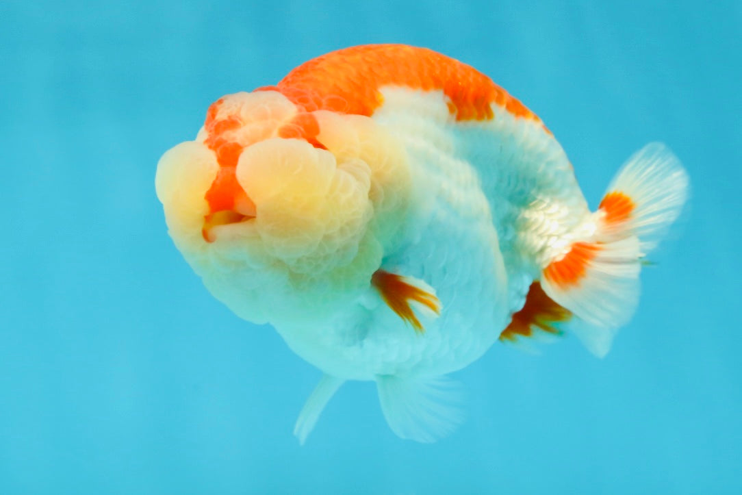 CHEEKY AAA Grade Super Cute Red White LionKing 4.5 inches #041825LC_05