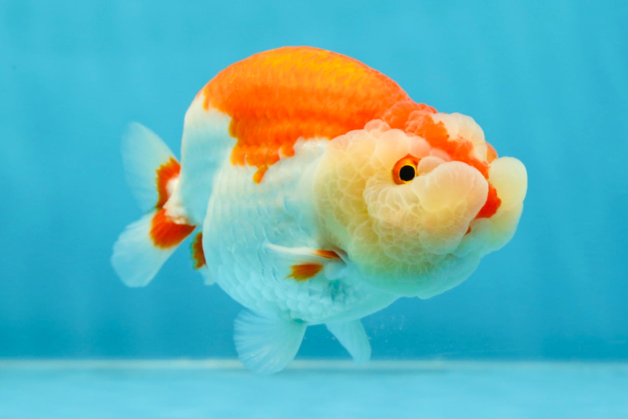 CHEEKY AAA Grade Super Cute Red White LionKing 4.5 inches #041825LC_05