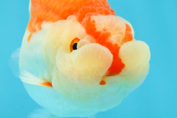 CHEEKY AAA Grade Super Cute Red White LionKing 4.5 inches #041825LC_05