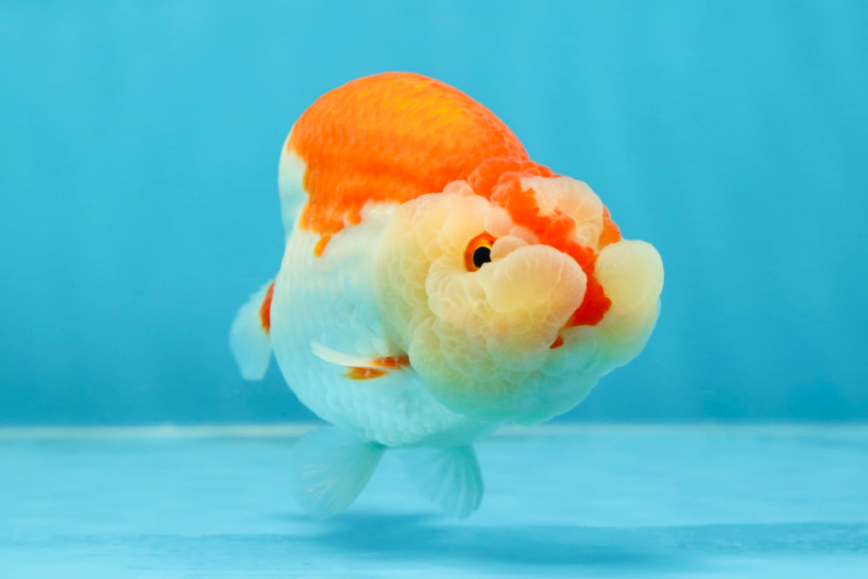 CHEEKY AAA Grade Super Cute Red White LionKing 4.5 inches #041825LC_05