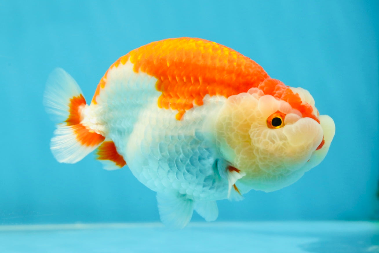 CHEEKY AAA Grade Super Cute Red White LionKing 4.5 inches #041825LC_05