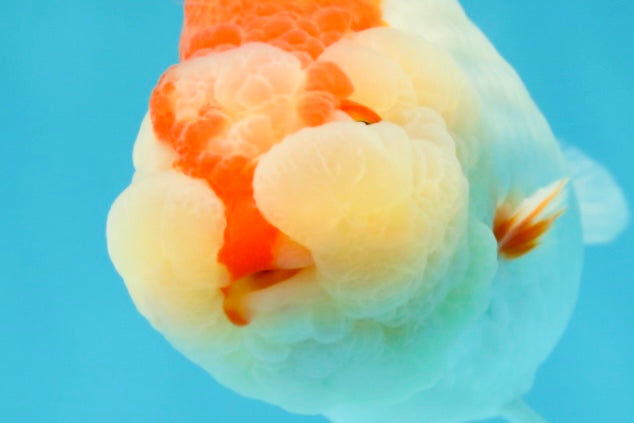 CHEEKY AAA Grade Super Cute Red White LionKing 4.5 inches #041825LC_05