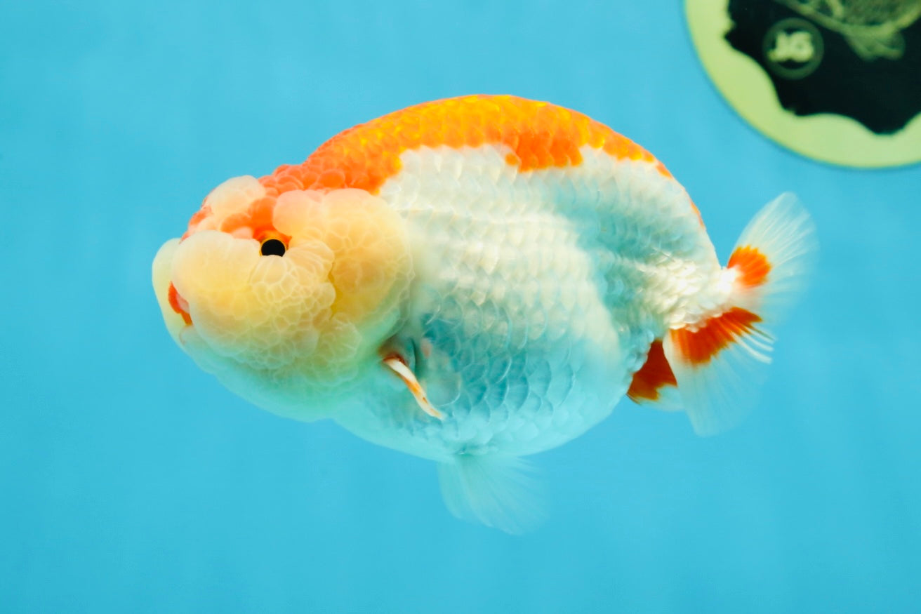 CHEEKY AAA Grade Super Cute Red White LionKing 4.5 inches #041825LC_05