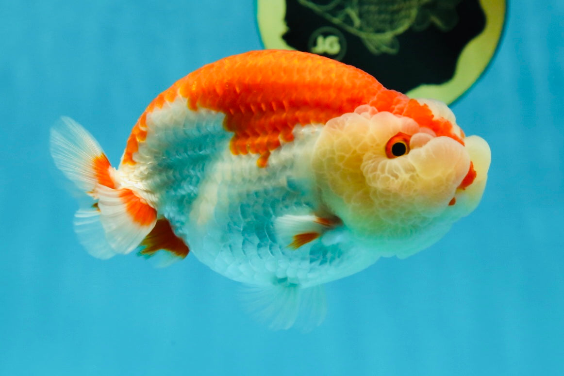 CHEEKY AAA Grade Super Cute Red White LionKing 4.5 inches #041825LC_05