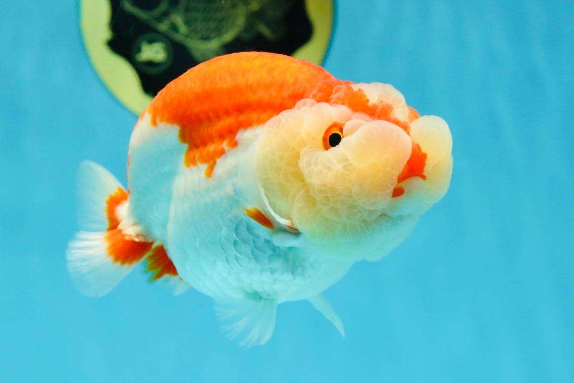 CHEEKY AAA Grade Super Cute Red White LionKing 4.5 inches #041825LC_05