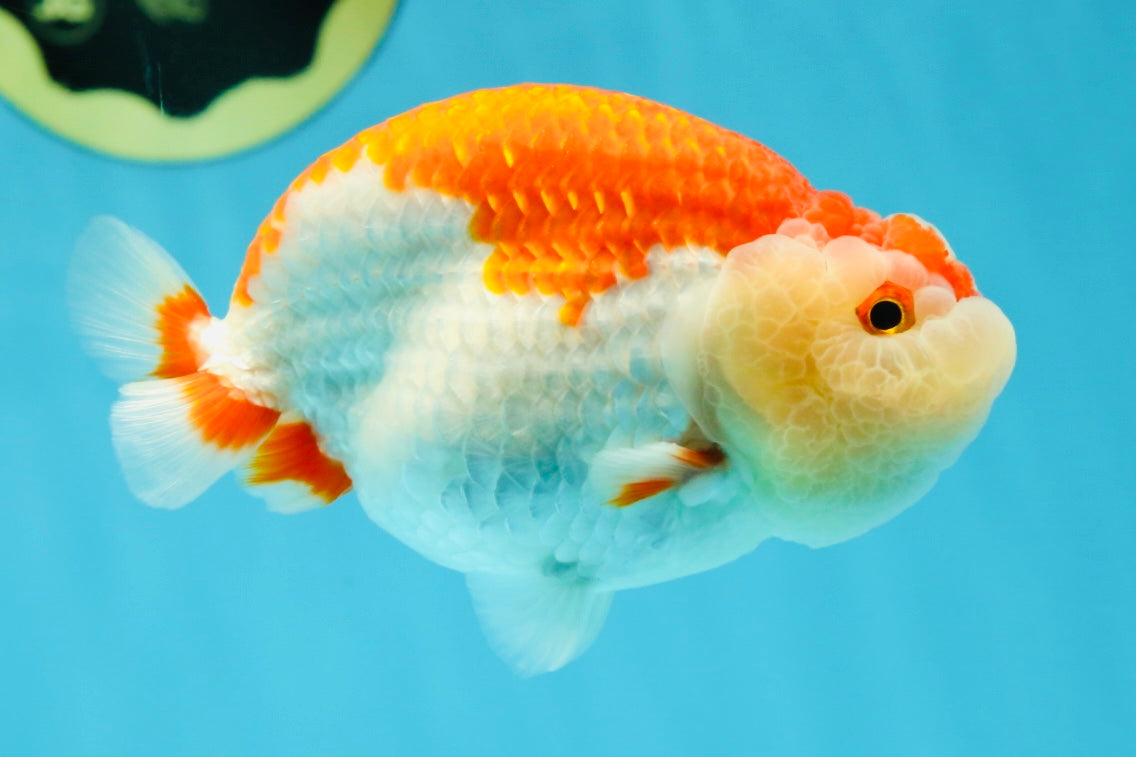 CHEEKY AAA Grade Super Cute Red White LionKing 4.5 inches #041825LC_05