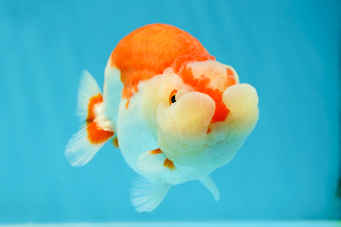 CHEEKY AAA Grade Super Cute Red White LionKing 4.5 inches #041825LC_05