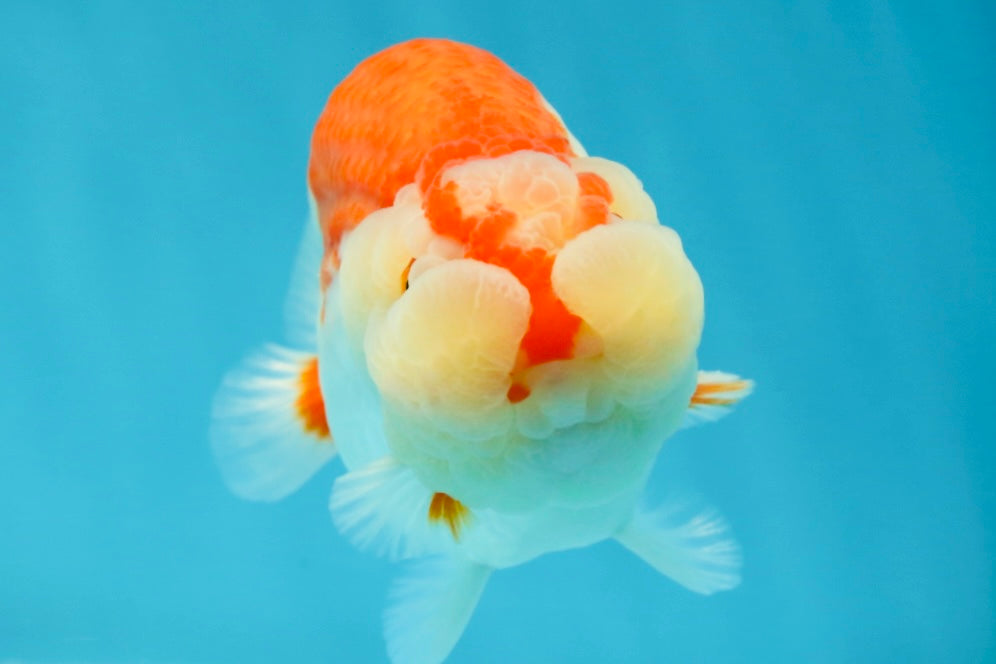 CHEEKY AAA Grade Super Cute Red White LionKing 4.5 inches #041825LC_05