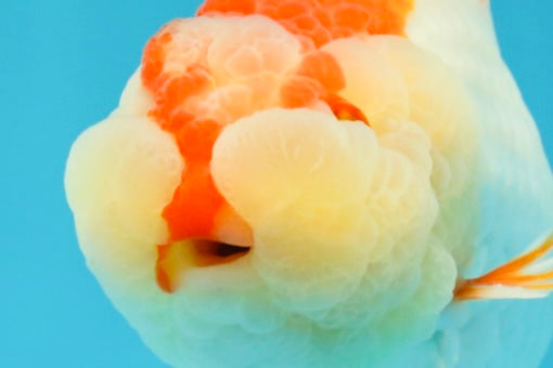 CHEEKY AAA Grade Super Cute Red White LionKing 4.5 inches #041825LC_05