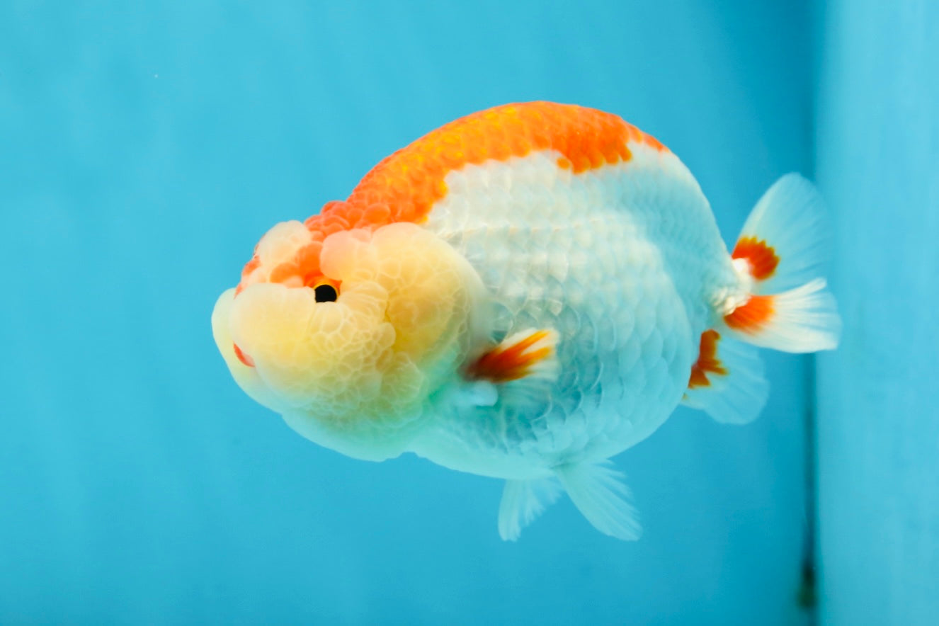 CHEEKY AAA Grade Super Cute Red White LionKing 4.5 inches #041825LC_05