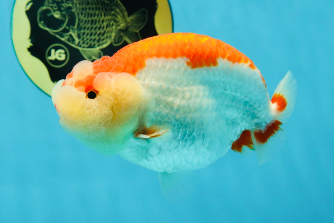 CHEEKY AAA Grade Super Cute Red White LionKing 4.5 inches #041825LC_05