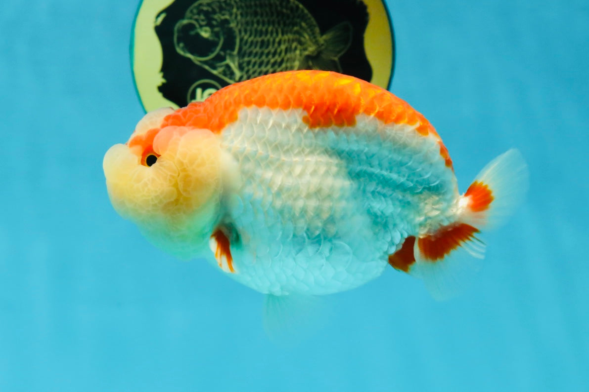 CHEEKY AAA Grade Super Cute Red White LionKing 4.5 inches #041825LC_05