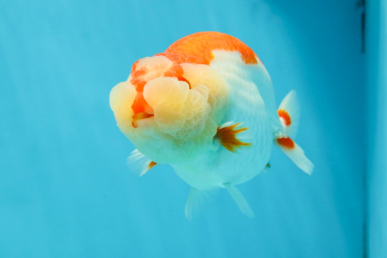 CHEEKY AAA Grade Super Cute Red White LionKing 4.5 inches #041825LC_05