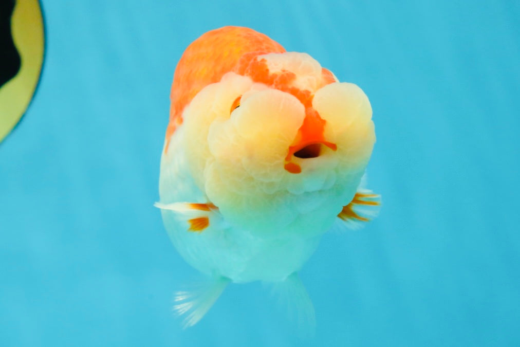 CHEEKY AAA Grade Super Cute Red White LionKing 4.5 inches #041825LC_05