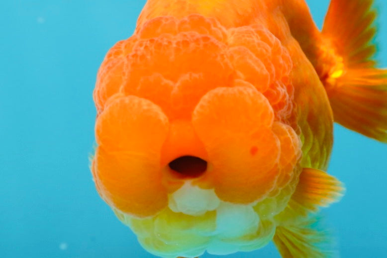 SUPER TOMATO AAA Grade Chubby Red LionQueen 4-4.5 inches #041825LC_06