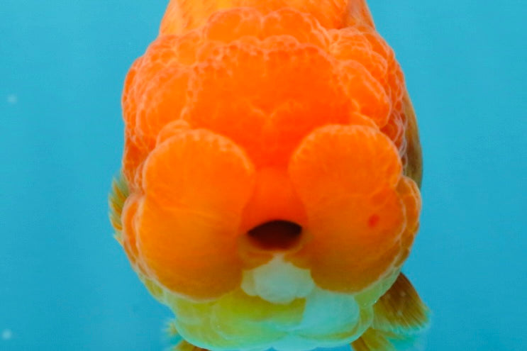 SUPER TOMATO AAA Grade Chubby Red LionQueen 4-4.5 inches #041825LC_06