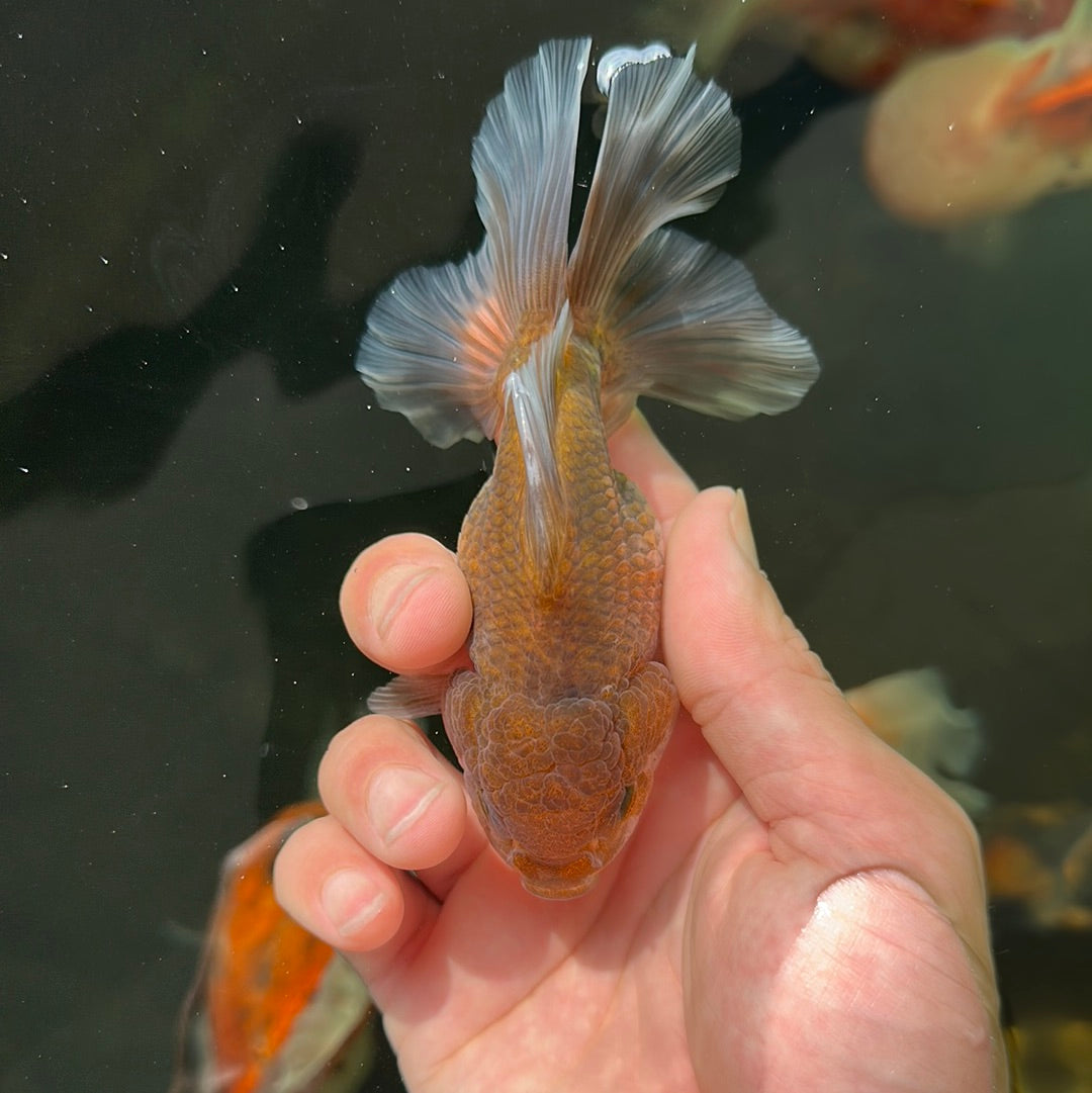 Kirin Oranda Female 3.5-4 inches #0721OR_25