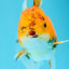 A Grade Tiger Thai Oranda Female 3.5 inches #0629OR_09