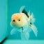 A Grade Bulldog Tricolor Oranda Male 4 inches #0428OR_20