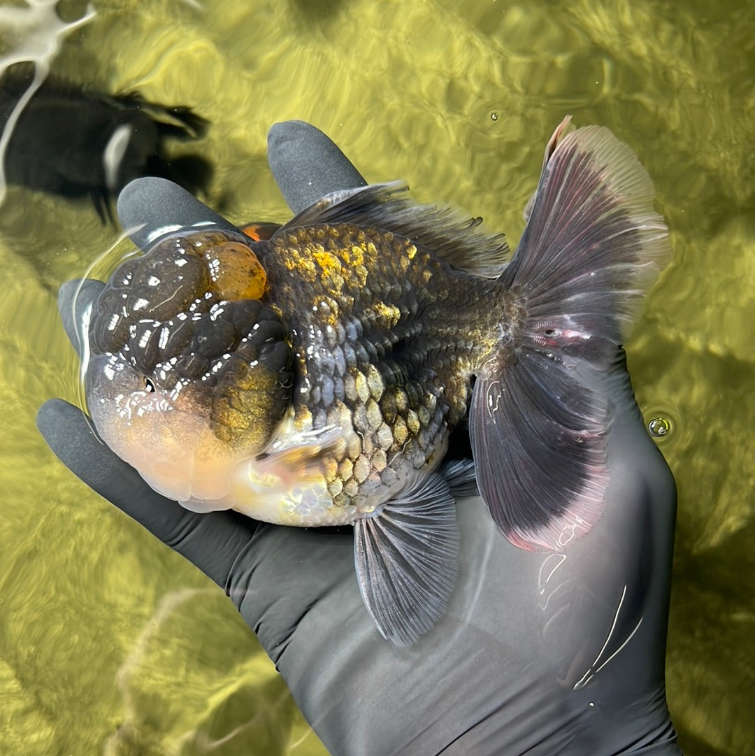 Kirin Oranda mâle de qualité A 4,5 pouces #0428OR_22