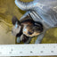 Bulldog Oranda Male 3 inches #0526OR_06