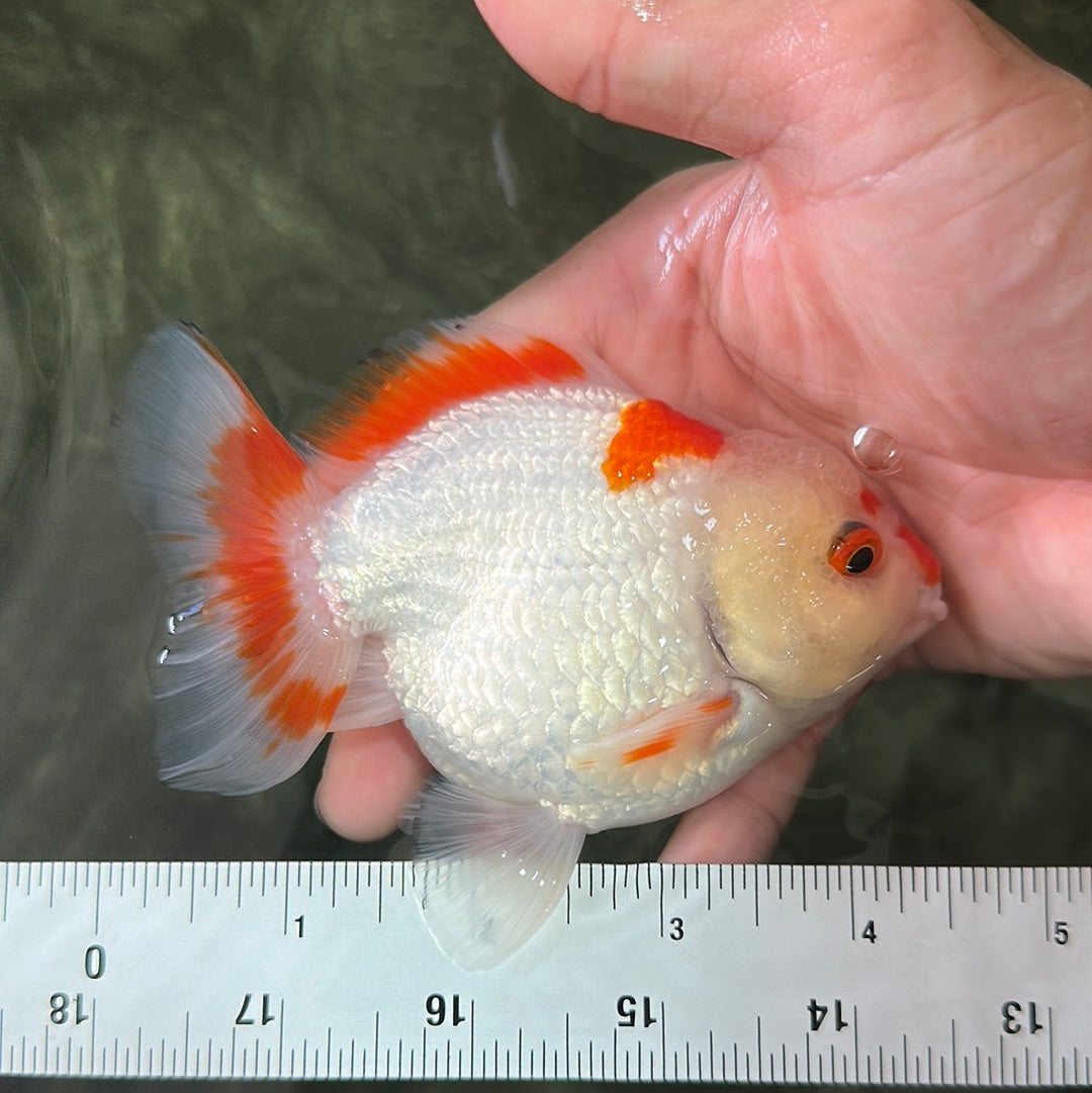 Red White Yuanbao Male 4.5 inches #0714YB_21