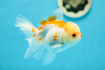 Oranda hembra de color rojo y blanco de cabeza de limón de grado A, 4,5 pulgadas, n.º 0714OR_03