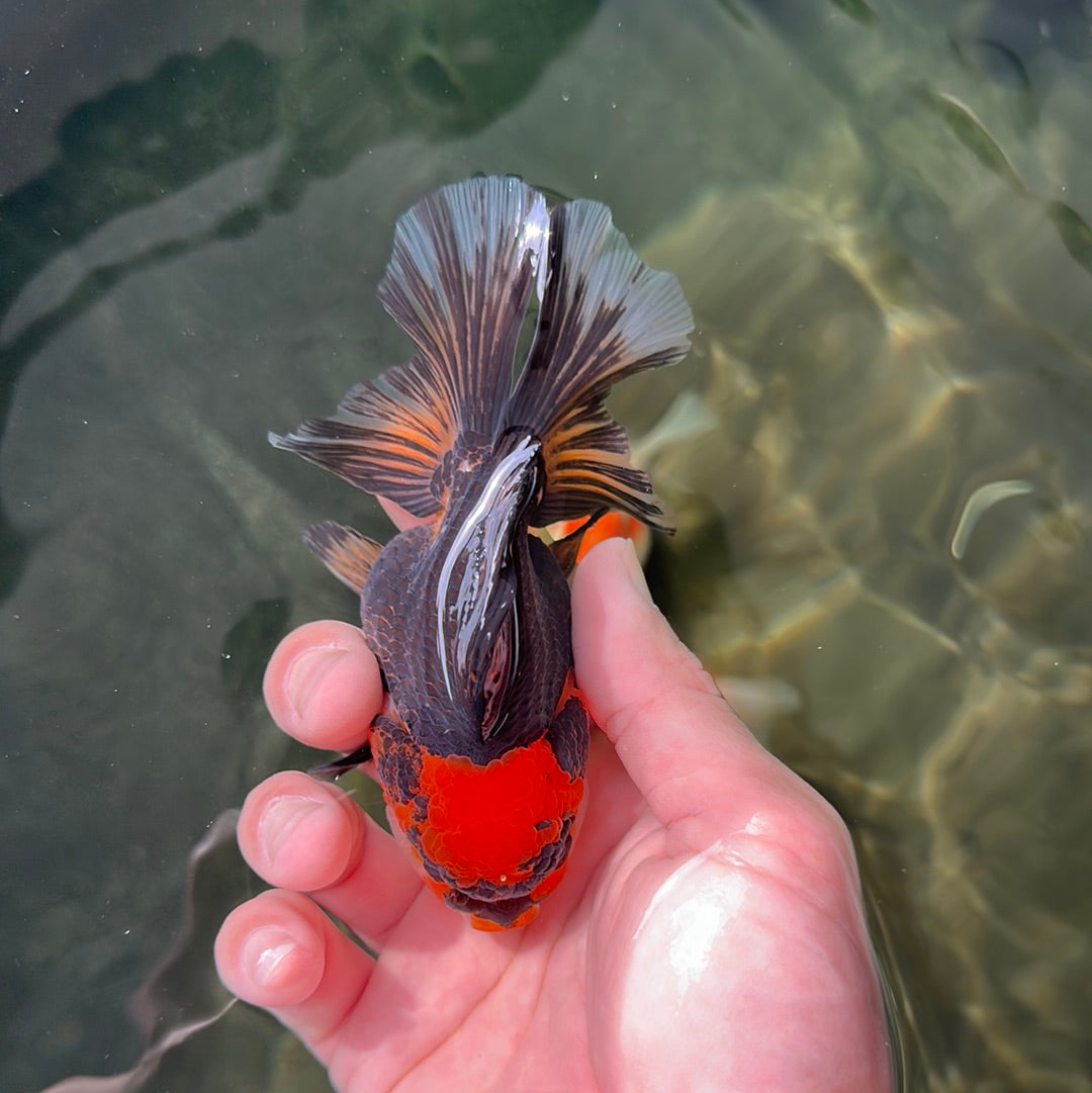 Femelle Oranda tricolore 4 pouces #0623OR_07