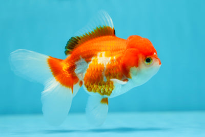 Red White Oranda Female 4.5 inches #0629OR_08