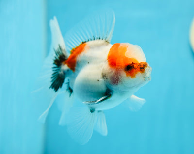 Escamas de calicó mate de grado A Oranda macho de 4,5 a 5 pulgadas #0721OR_13