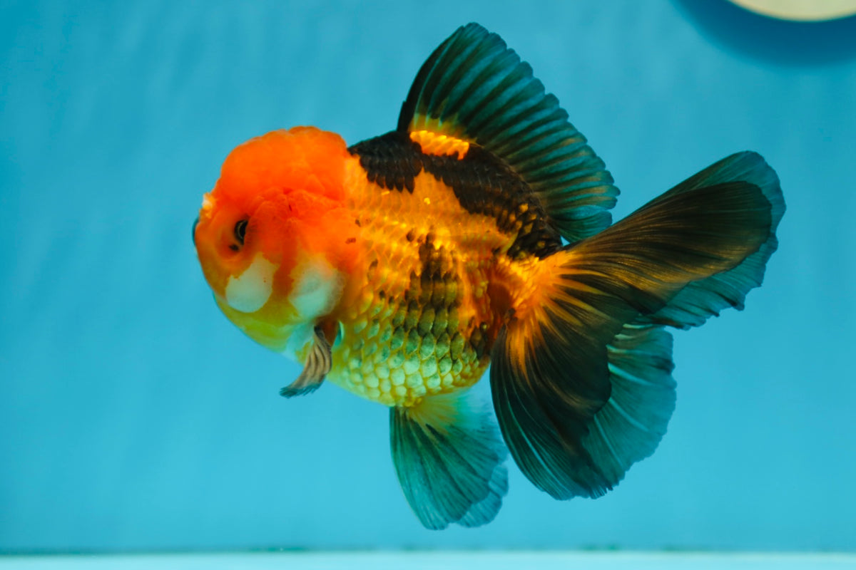 3 Inch Goldfish A Grade Super Chunky Tricolor Oranda Male 5-5.5 inches #0721OR_14 ...