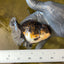 Calico Tiger Oranda Female 4 inches #0526OR_09