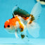 A Grade Tricolor Oranda Male 4.5-5 inches #0623OR_11