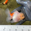 Lemonhead lipstick Oranda Female 3-3.5 inches #0602OR_41