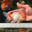 Red White Oranda Male 5 inches #0707OR_18