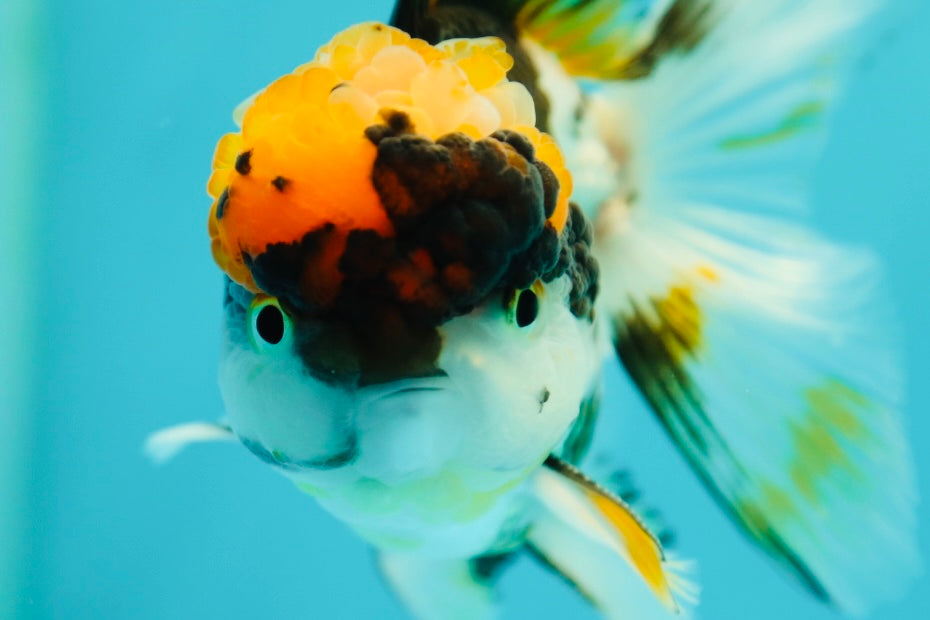 Oranda macho tricolor de gran tamaño, 4,5 pulgadas, n.º 0428OR_23