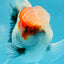 A Grade Calico Matte Scales Oranda Male 4.5-5 inches #0721OR_13