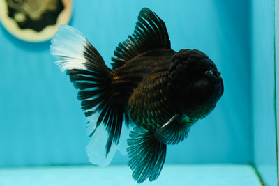 Black Oranda Male 5.5 inches #0526OR_06