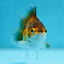 Tiger Oranda Male 3-3.5 inches #0728OR_23