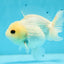 A Grade Snow White Button Eyes Yuanbao Male 4-4.5 inches #0714YB_22