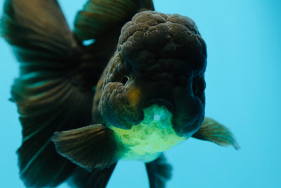 Macho Oranda negro azabache de grado AAA de 5 pulgadas n.° 0714OR_05