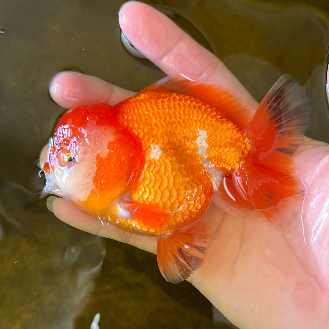 AAA Grade Chonky Red White Yuanbao Male 4-4.5 inches #0629YB_24