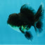 Kirin Oranda Male 4 inches #0609OR_21