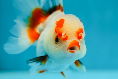 Oranda hembra roja y blanca de 4,5 pulgadas #0707OR_16