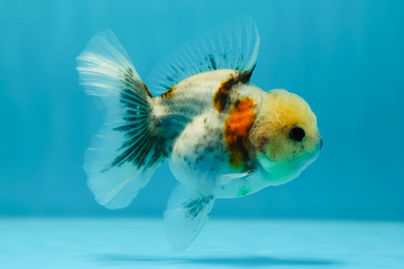 Oranda hembra de cabeza de limón mate de 3,5 a 4 pulgadas n.º 0609OR_18