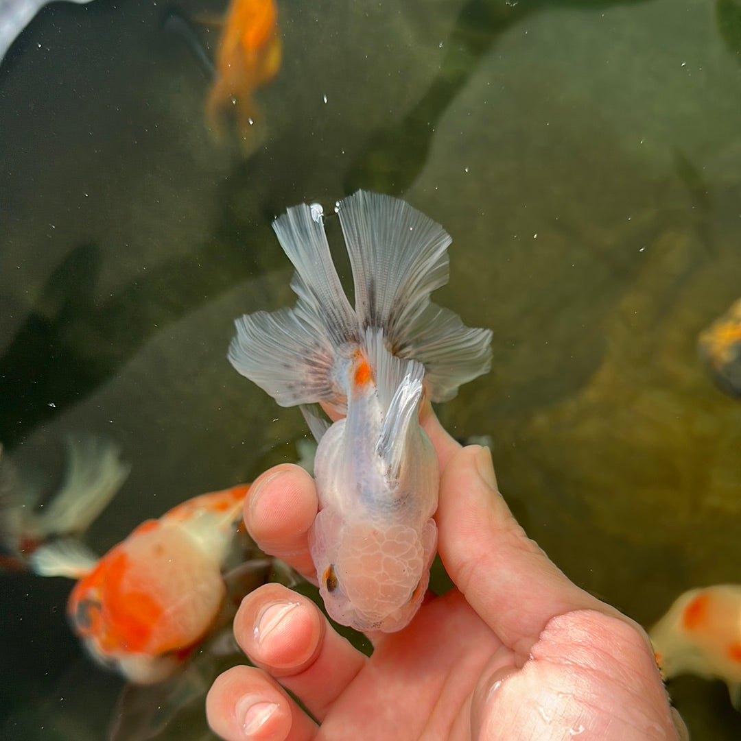 Bouton Granite Yeux Oranda Mâle 3,5 pouces #0721OR_28