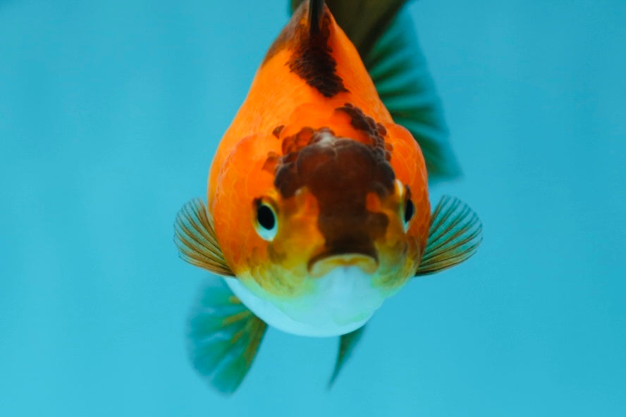 Black Gold Yuanbao Female 3.5 inches #0714YB_19 – Jimmy Goldfish