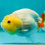 Lemonhead Lionchu Female 3-3.5 inches #0512LC_10